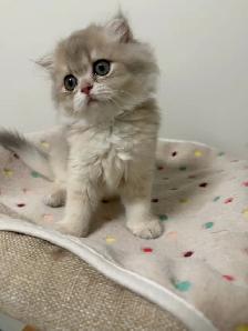 Scottish fold/straight kittens for sale - Photo 8