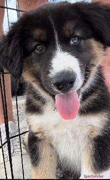 Beautiful Aussky Puppies Ready for Adoption