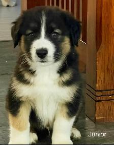 Beautiful Aussky Puppies Ready for Adoption - Photo 2