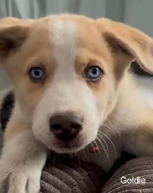 Beautiful Aussky Puppies Ready for Adoption - Photo 3