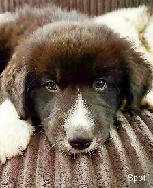 Beautiful Aussky Puppies Ready for Adoption - Photo 4