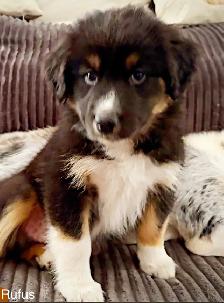 Beautiful Aussky Puppies Ready for Adoption - Photo 5