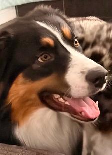 Beautiful Aussky Puppies Ready for Adoption - Photo 7