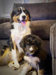 Beautiful Aussky Puppies Ready for Adoption - Photo 8