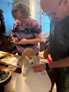 Beautiful Aussky Puppies Ready for Adoption - Photo 9