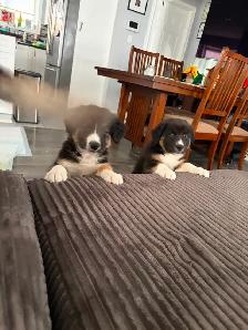 Beautiful Aussky Puppies Ready for Adoption - Photo 10
