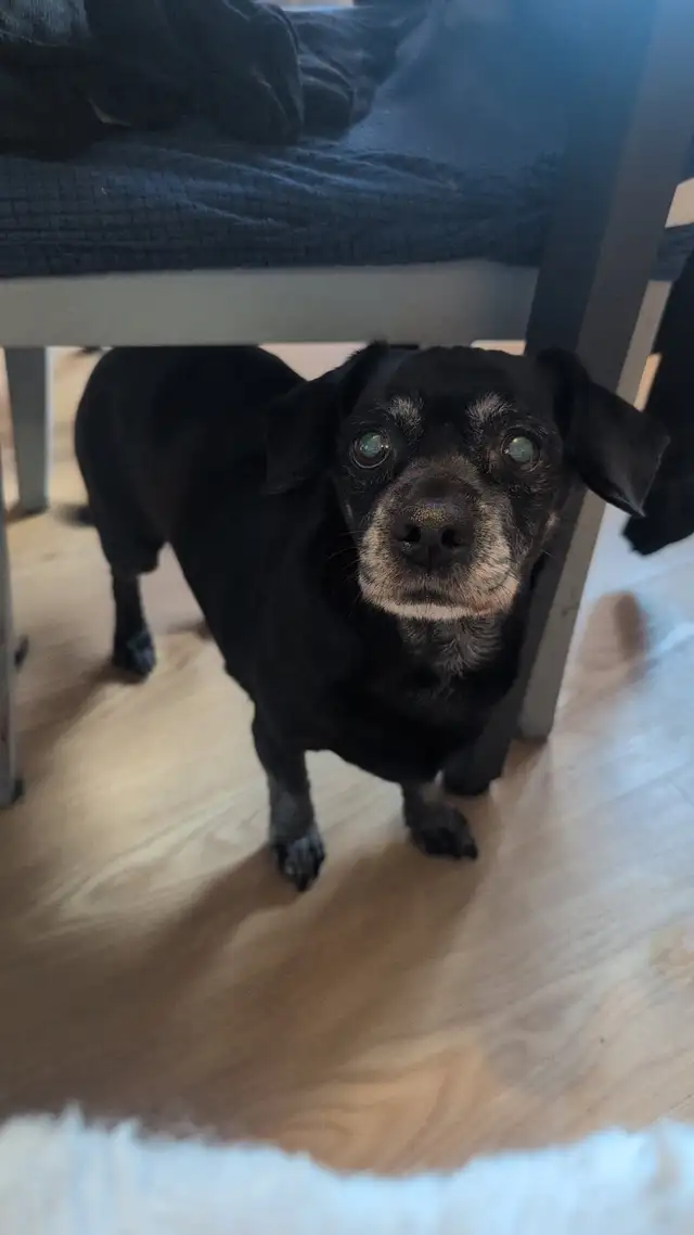 Chien 11 ans a donner