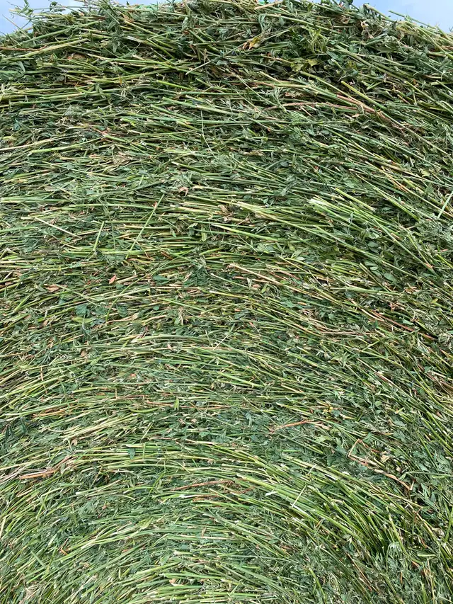 Alfalfa hay bales