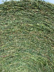 Alfalfa hay bales