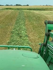 Alfalfa hay bales - Photo 3