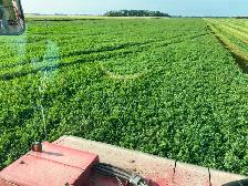 Alfalfa hay bales - Photo 4
