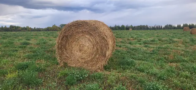 Hay for sale