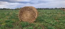 Hay for sale