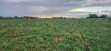 Hay for sale - Photo 2