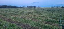 Hay for sale - Photo 3