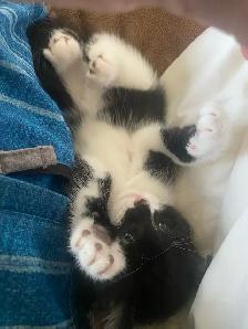 kittens!