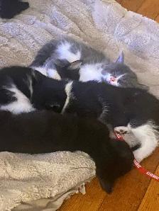 kittens! - Photo 2