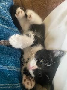 kittens! - Photo 3