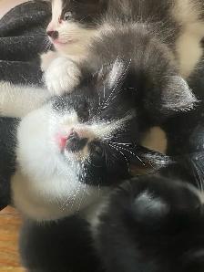 kittens! - Photo 4