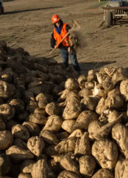 Seasonal Sugar Beet Harvest Positions