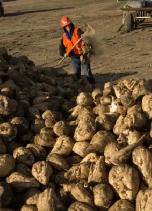 Seasonal Sugar Beet Harvest Positions