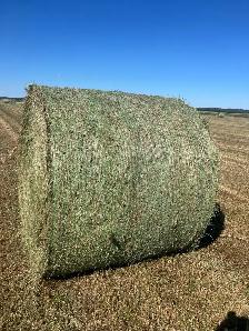 grass hay for sale