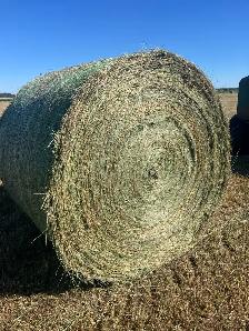 grass hay for sale - Photo 2