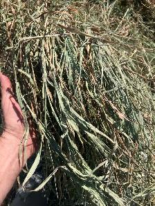 grass hay for sale - Photo 3