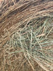 grass hay for sale - Photo 5