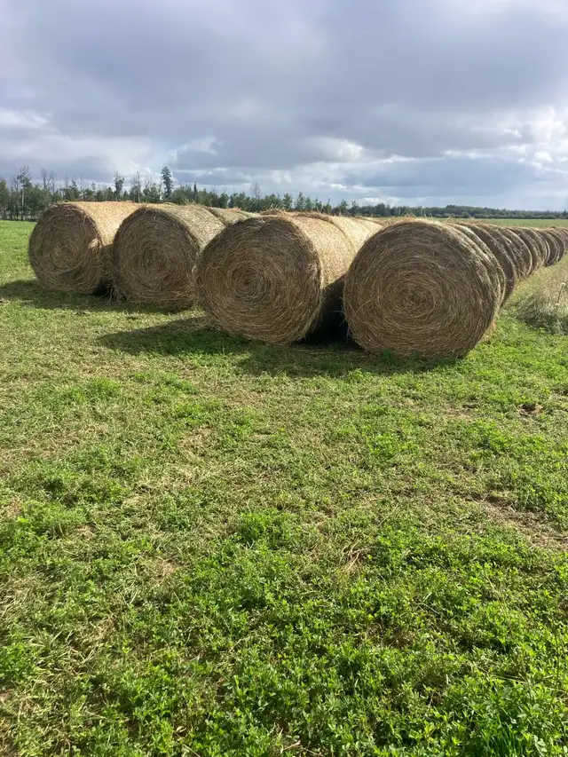 alfalfa hay for sale