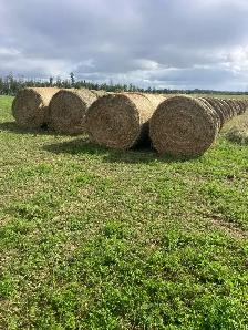 alfalfa hay for sale