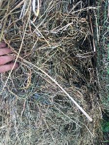 alfalfa hay for sale - Photo 2