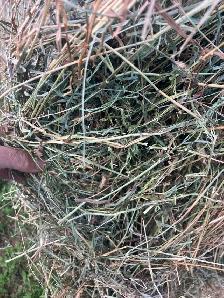 alfalfa hay for sale - Photo 3