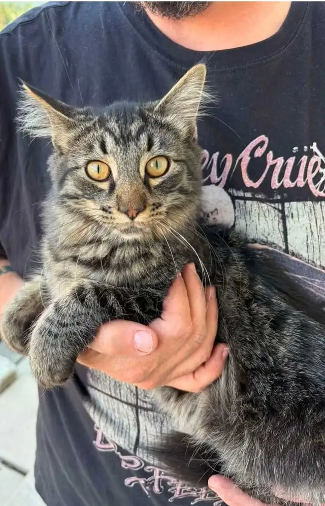 8 month old kitten