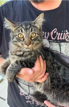 8 month old kitten