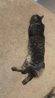 8 month old kitten - Photo 2