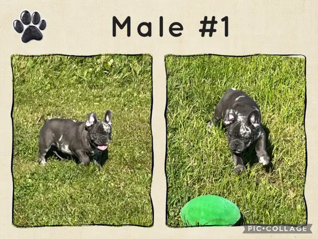 French Bulldog Puppies