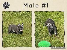 French Bulldog Puppies