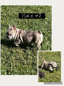 French Bulldog Puppies - Photo 2
