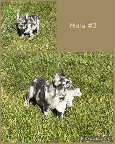 French Bulldog Puppies - Photo 3