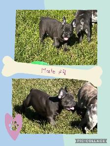 French Bulldog Puppies - Photo 4