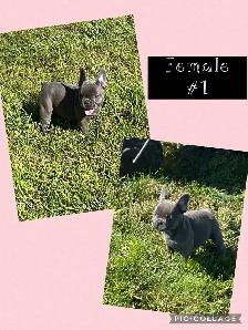 French Bulldog Puppies - Photo 5