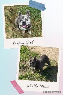 French Bulldog Puppies - Photo 6
