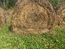 Hay, Naturally grown - Photo 2