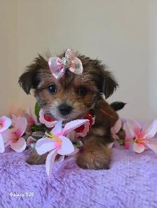 ❤️ TINY TOY SHORKIE PUPPIES ❤️