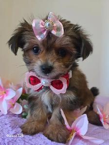 ❤️ TINY TOY SHORKIE PUPPIES ❤️ - Photo 2