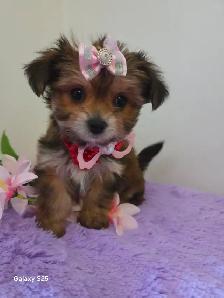 ❤️ TINY TOY SHORKIE PUPPIES ❤️ - Photo 3