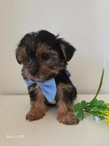 ❤️ TINY TOY SHORKIE PUPPIES ❤️ - Photo 4
