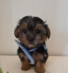 ❤️ TINY TOY SHORKIE PUPPIES ❤️ - Photo 5