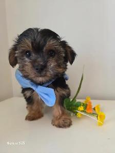 ❤️ TINY TOY SHORKIE PUPPIES ❤️ - Photo 6